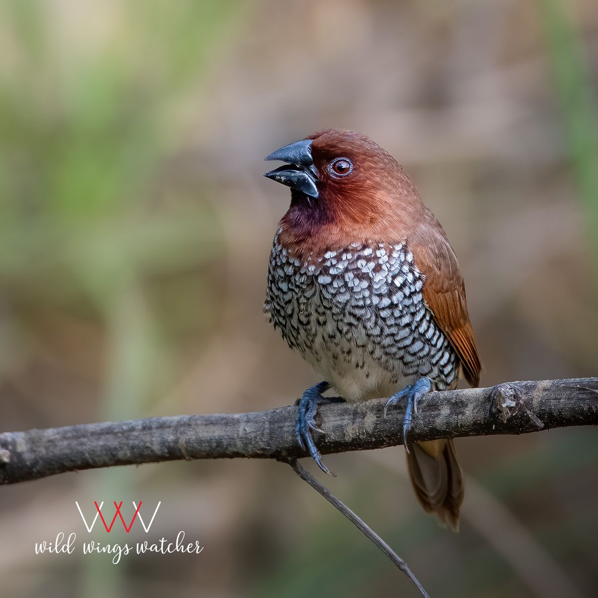Scaly breasted munia perch 001